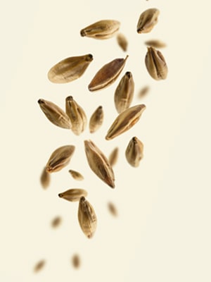 le malt